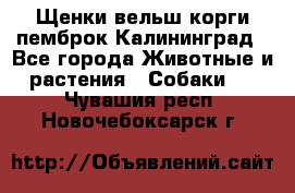 Щенки вельш корги пемброк Калининград - Все города Животные и растения » Собаки   . Чувашия респ.,Новочебоксарск г.